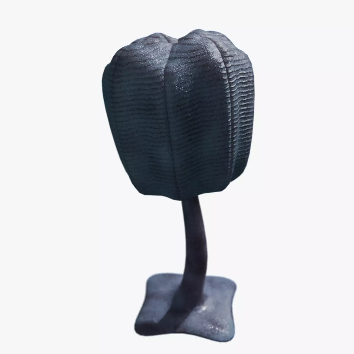 Siphusauctum Low-poly 3D model_0