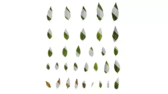 Anydrafts Deutzia scabra Leaf 02