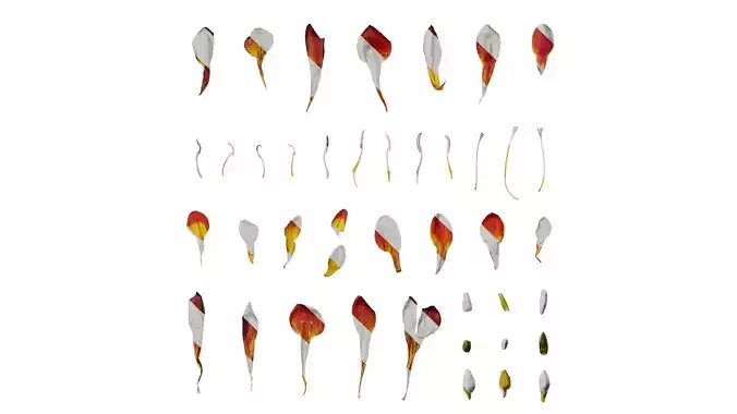 Anydrafts Freesia refracta Flower 01