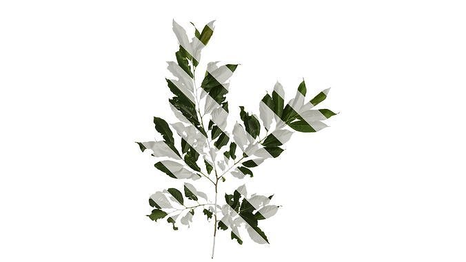 Anydrafts Diospyros japonica Atlas 01 Texture
