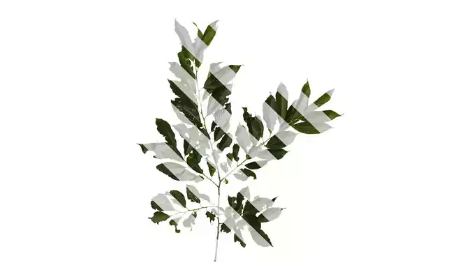 Anydrafts Diospyros japonica Atlas 01