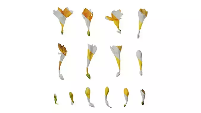 Anydrafts Freesia refracta Flower 04