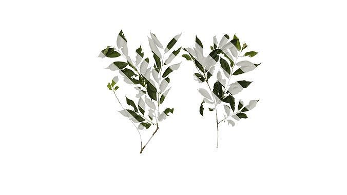 Anydrafts Diospyros japonica Atlas 02 Texture