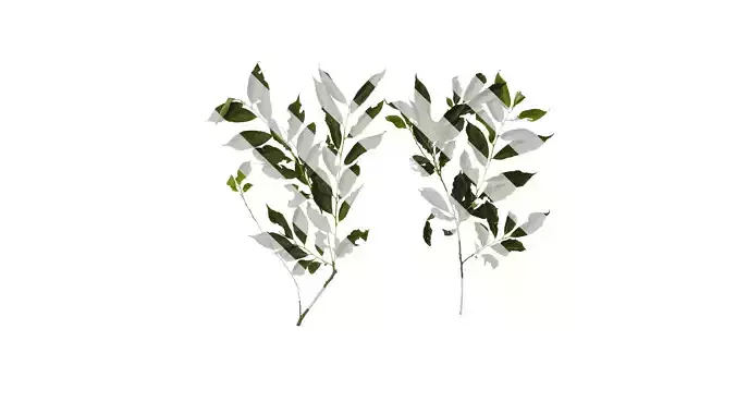 Anydrafts Diospyros japonica Atlas 02