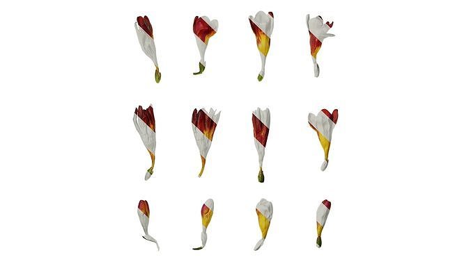 Anydrafts Freesia refracta Flower 05 Texture