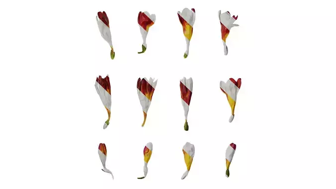 Anydrafts Freesia refracta Flower 05