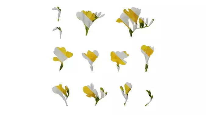 Anydrafts Freesia refracta Flower 06
