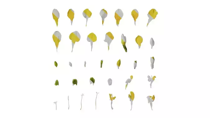 Anydrafts Freesia refracta Flower 07