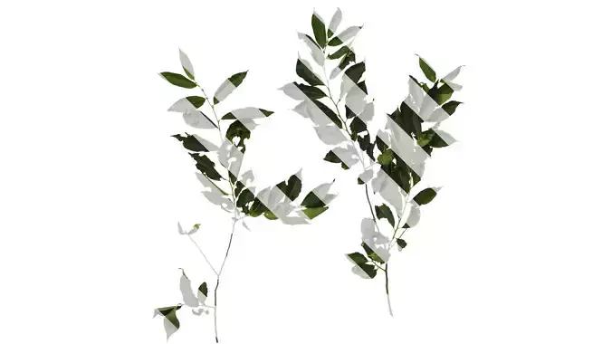 Anydrafts Diospyros japonica Atlas 03