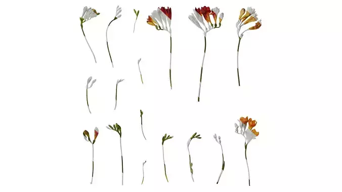 Anydrafts Freesia refracta Flower 08