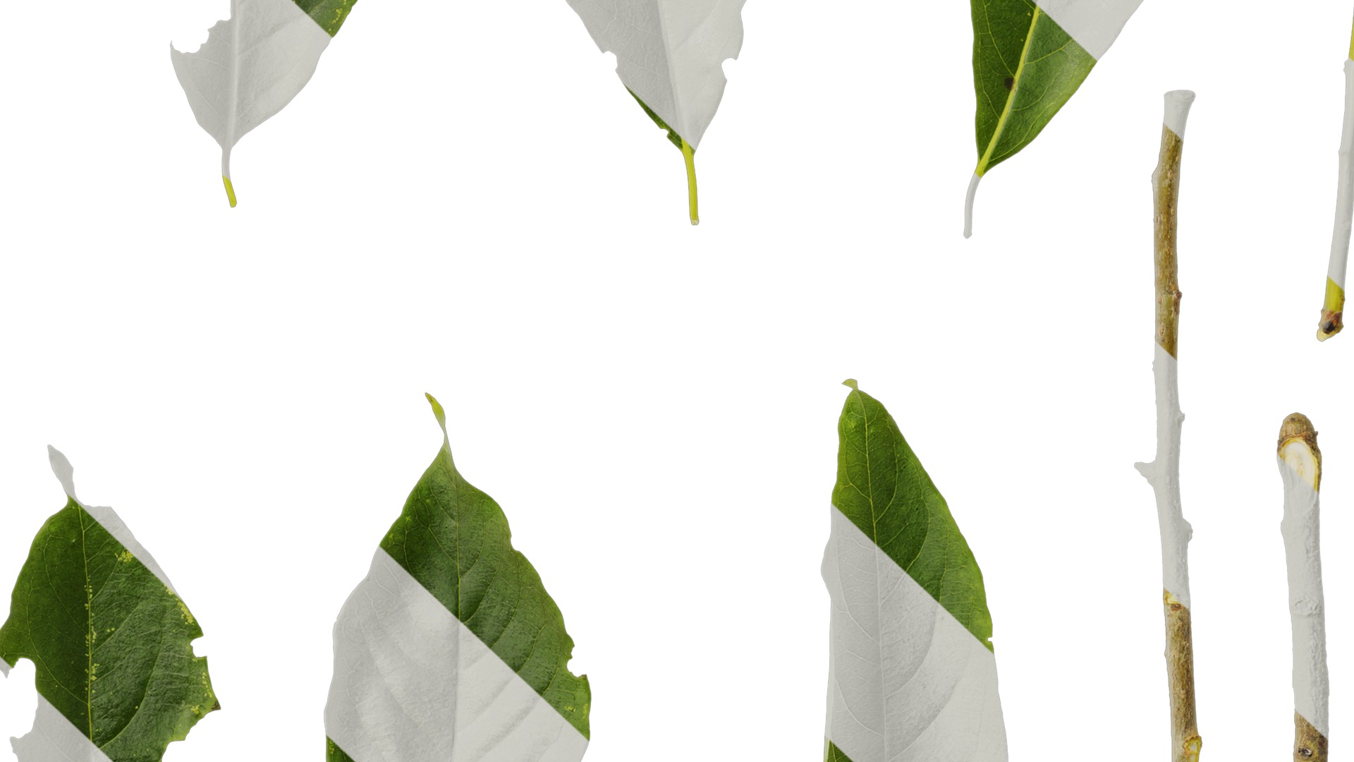 Anydrafts Diospyros japonica Leaf 01 Texture_6