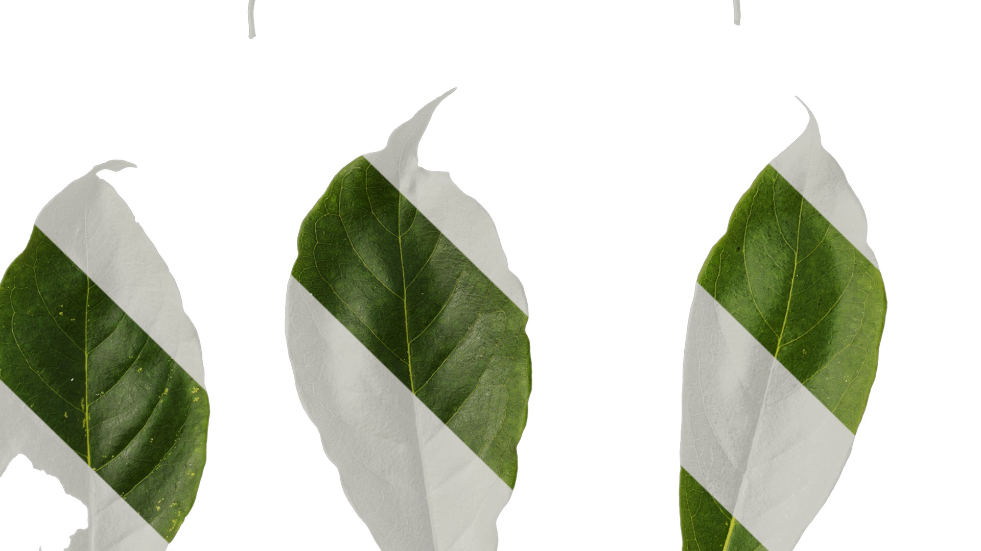 Anydrafts Diospyros japonica Leaf 01 Texture_4