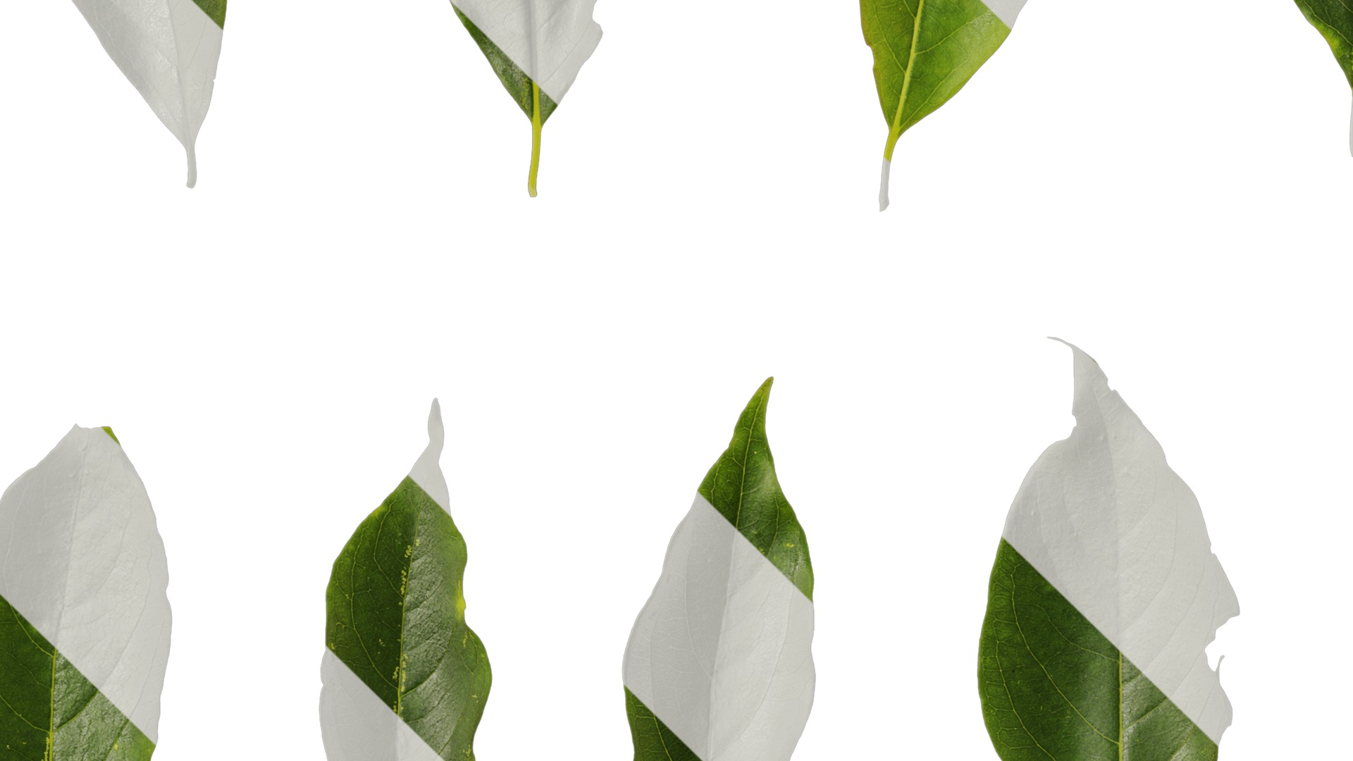 Anydrafts Diospyros japonica Leaf 01 Texture_3