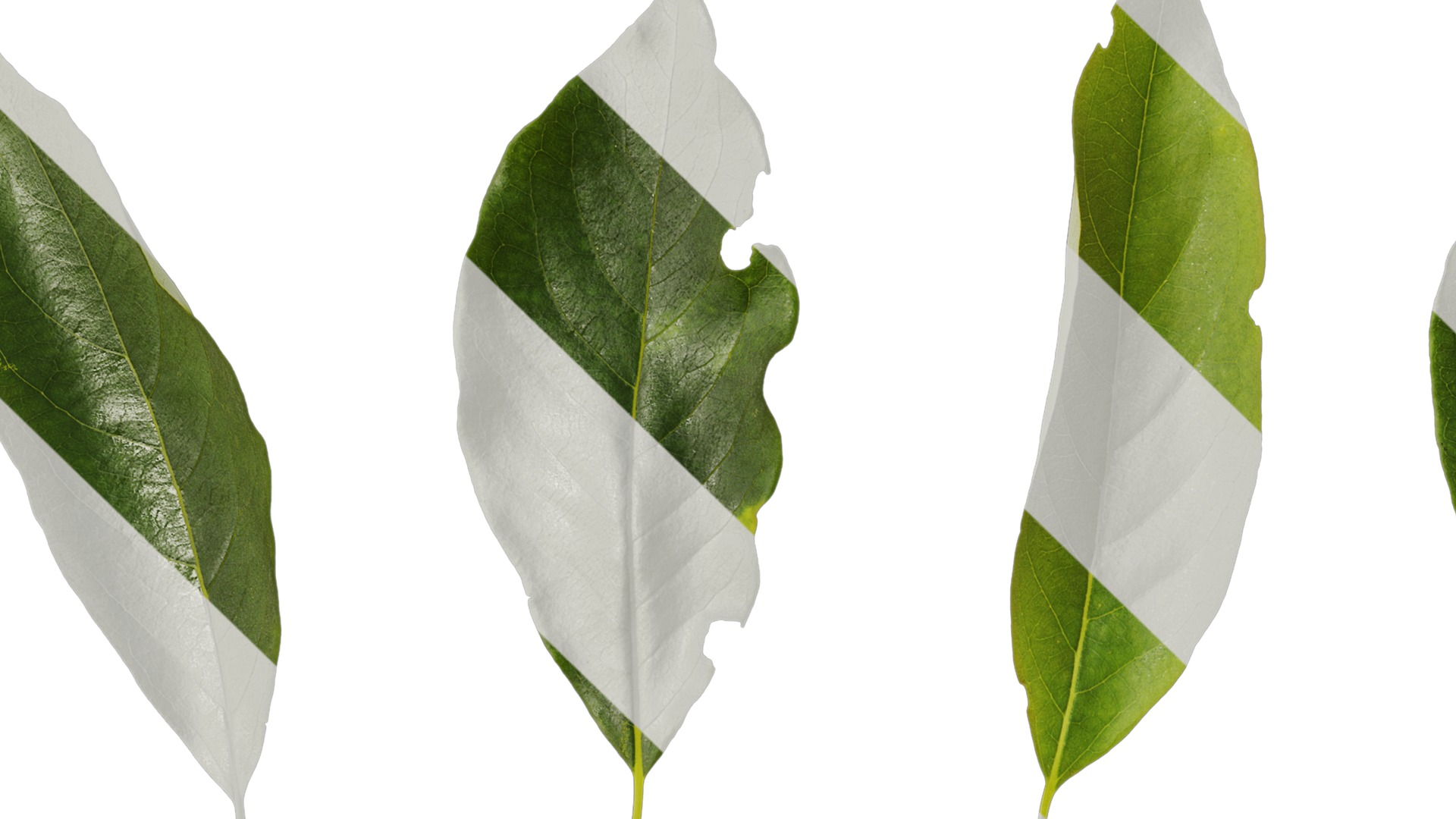 Anydrafts Diospyros japonica Leaf 01 Texture_1