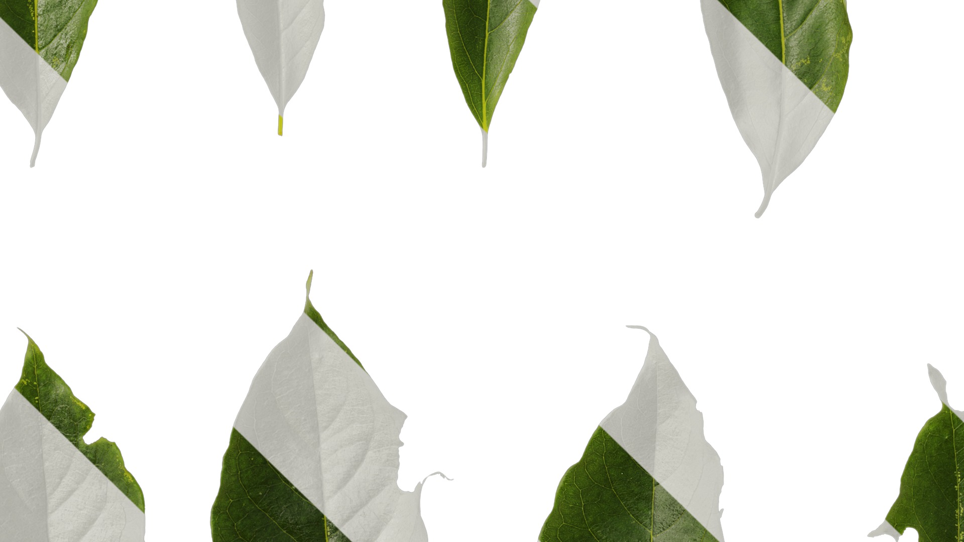 Anydrafts Diospyros japonica Leaf 01 Texture_5