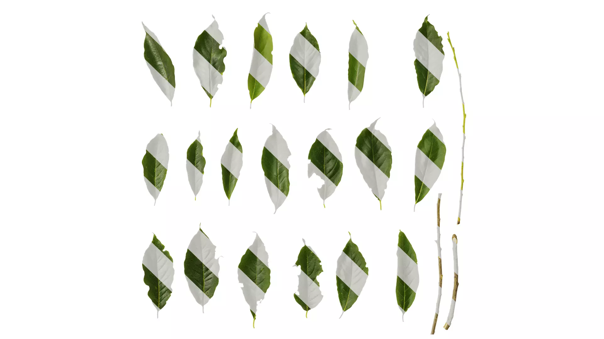 Anydrafts Diospyros japonica Leaf 01 Texture_0