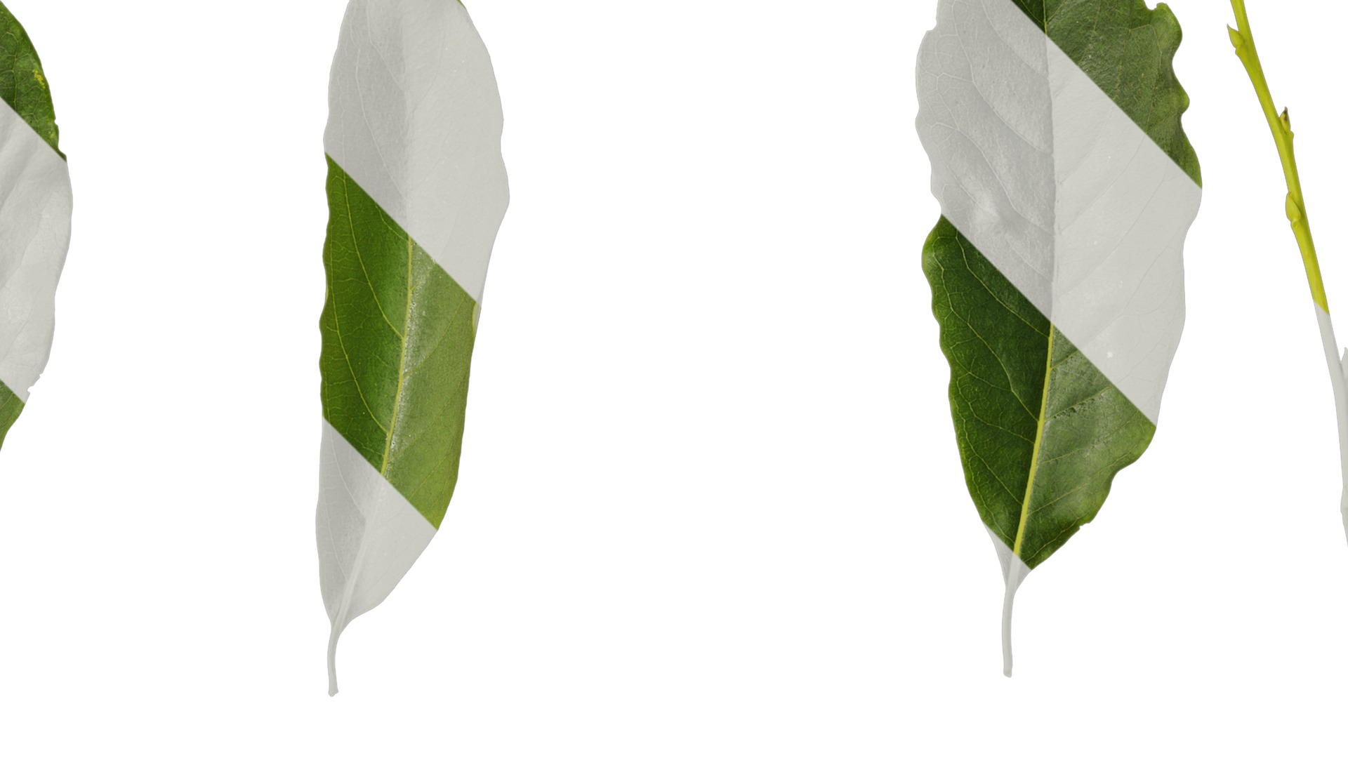 Anydrafts Diospyros japonica Leaf 01 Texture_2