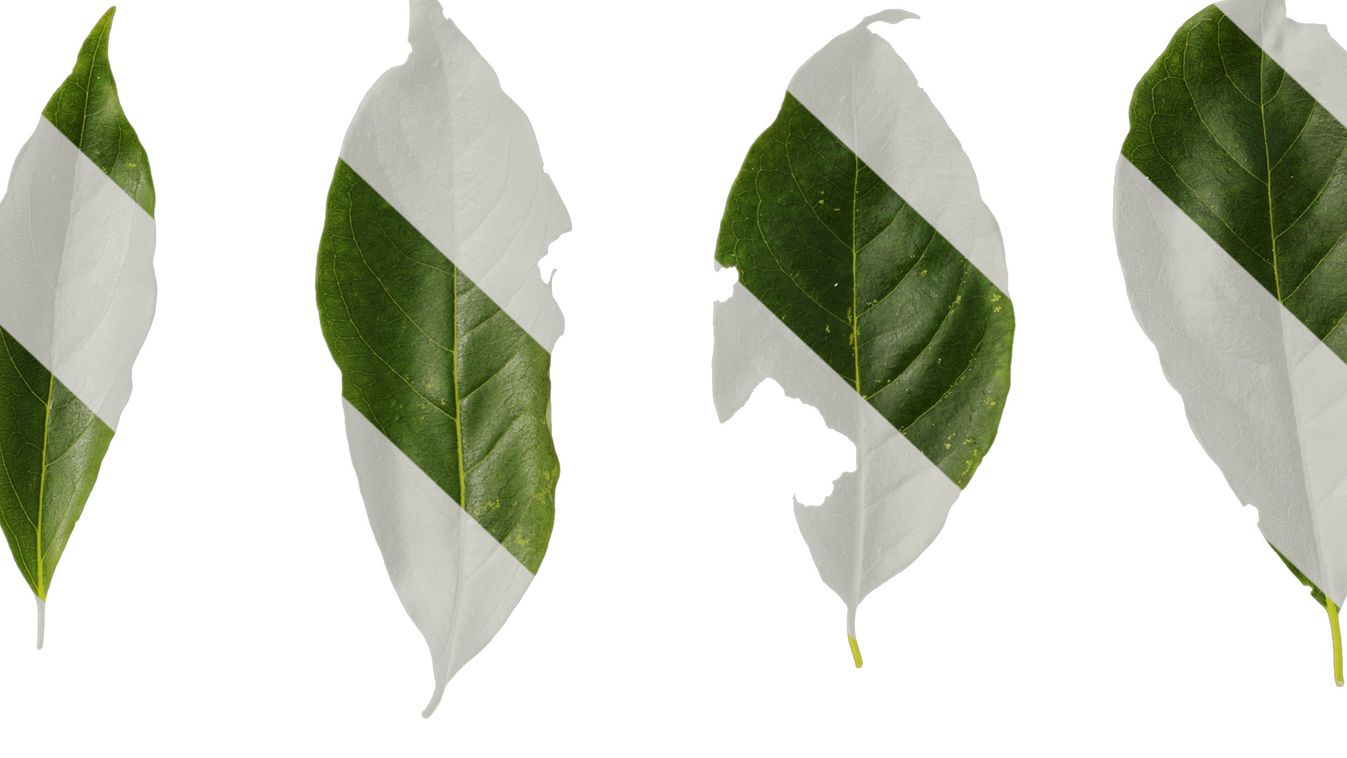 Anydrafts Diospyros japonica Leaf 01 Texture_7