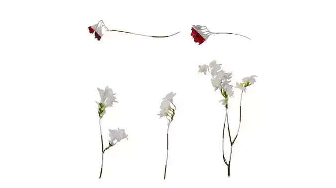 Anydrafts Freesia refracta Flower 09