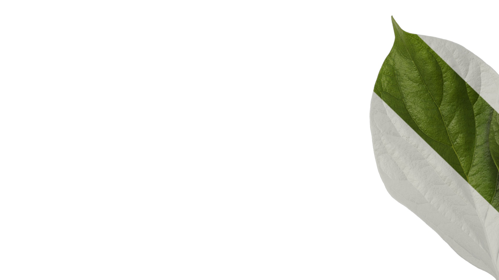 Anydrafts Diospyros kaki Atlas 04 Texture_1