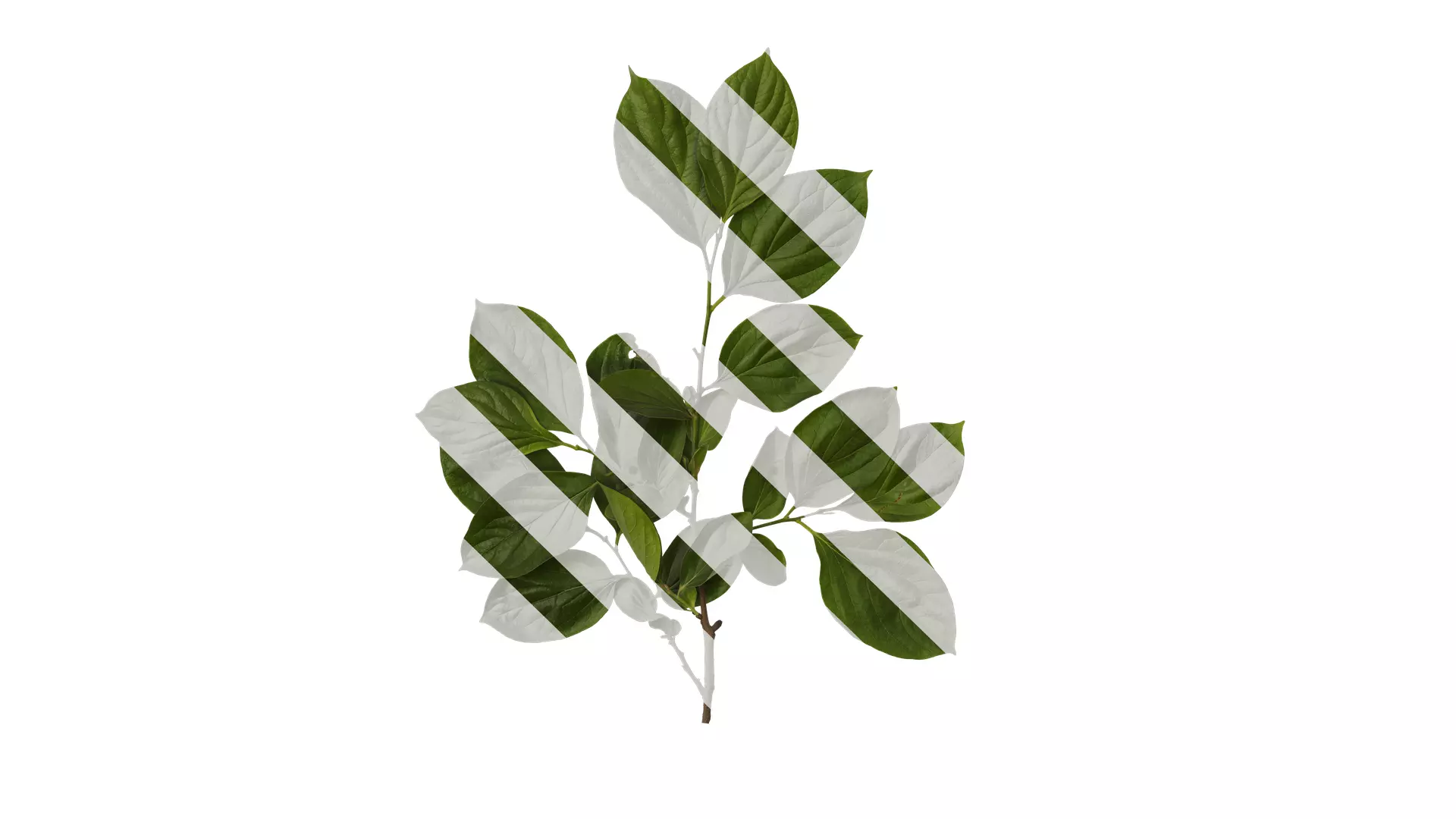 Anydrafts Diospyros kaki Atlas 04 Texture_0