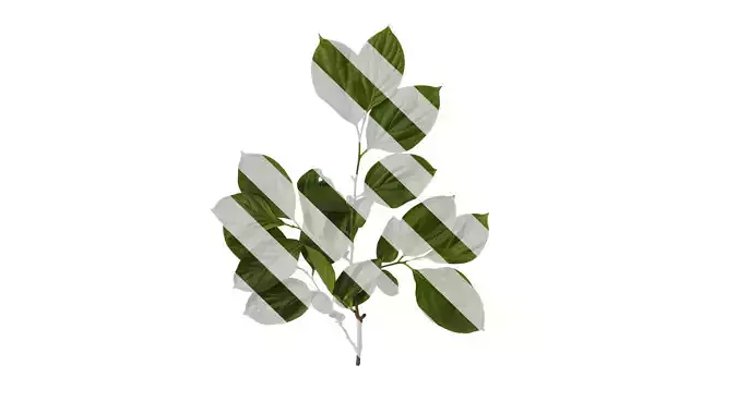 Anydrafts Diospyros kaki Atlas 04