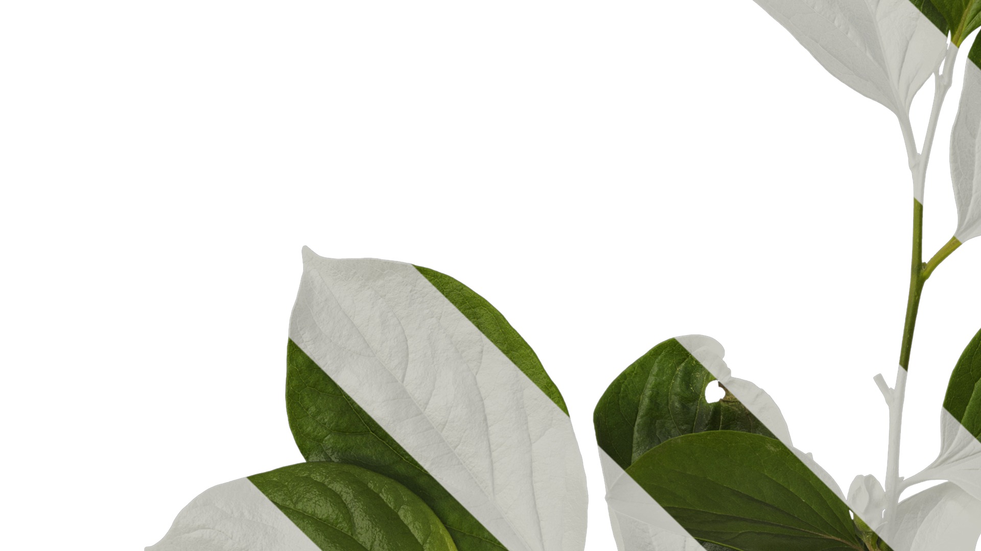 Anydrafts Diospyros kaki Atlas 04 Texture_3