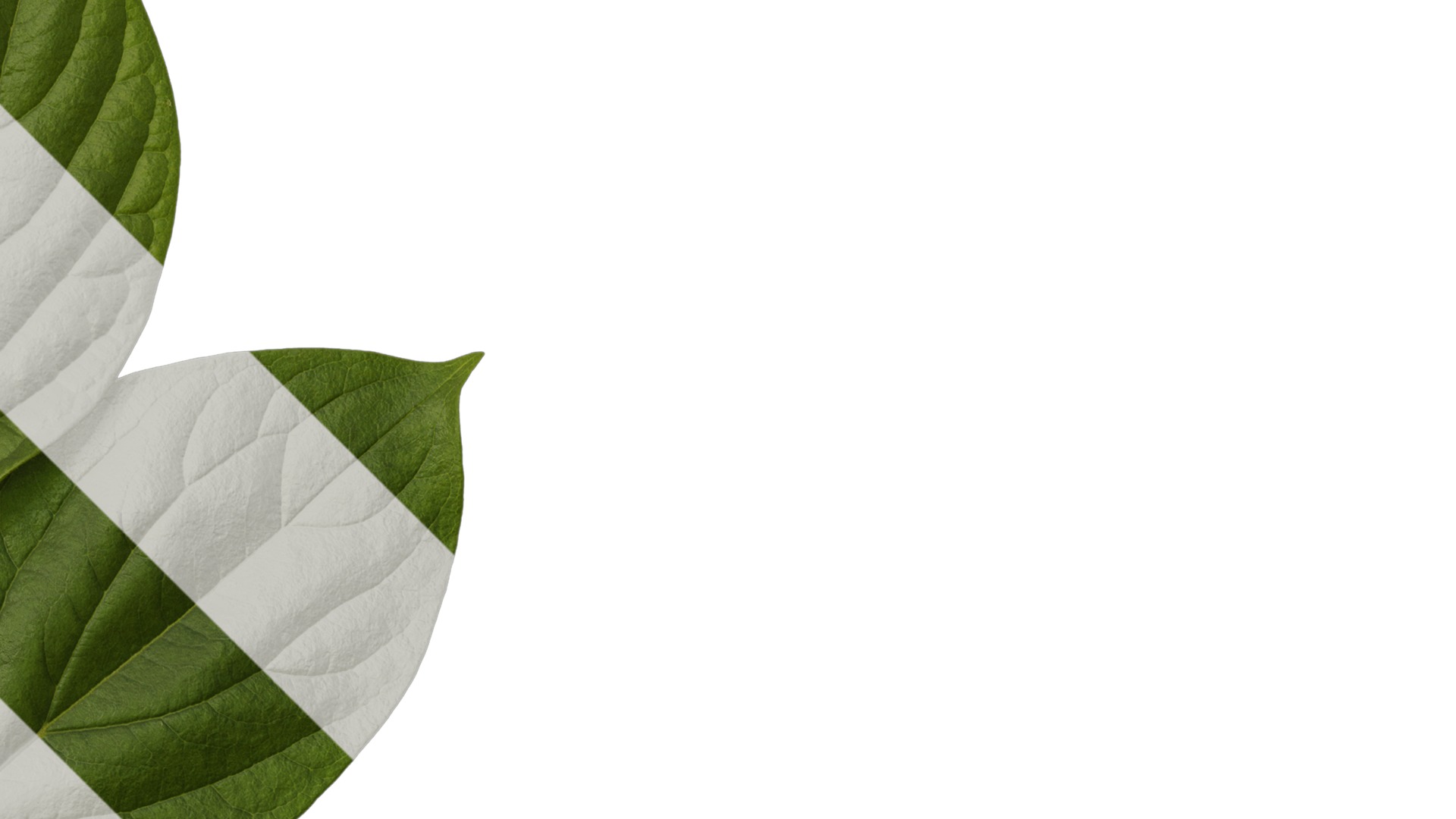 Anydrafts Diospyros kaki Atlas 04 Texture_2