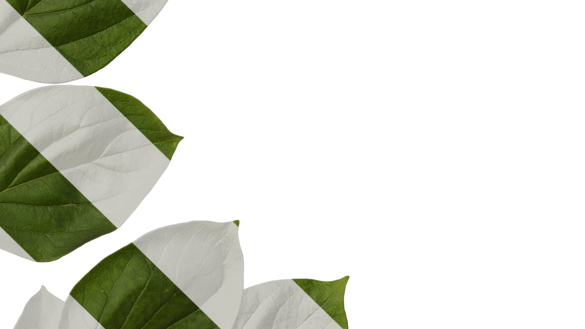 Anydrafts Diospyros kaki Atlas 04 Texture_4