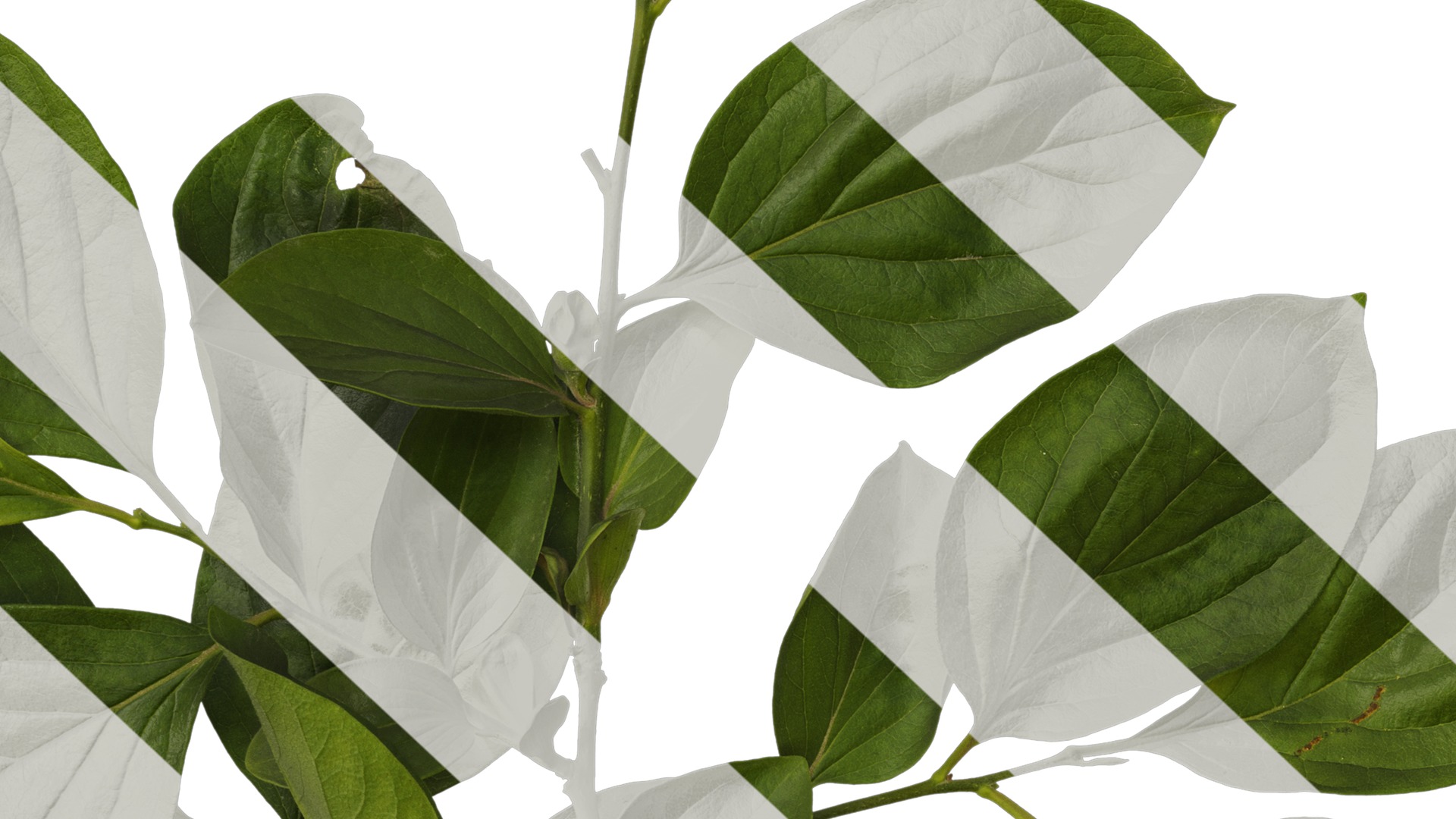 Anydrafts Diospyros kaki Atlas 04 Texture_7