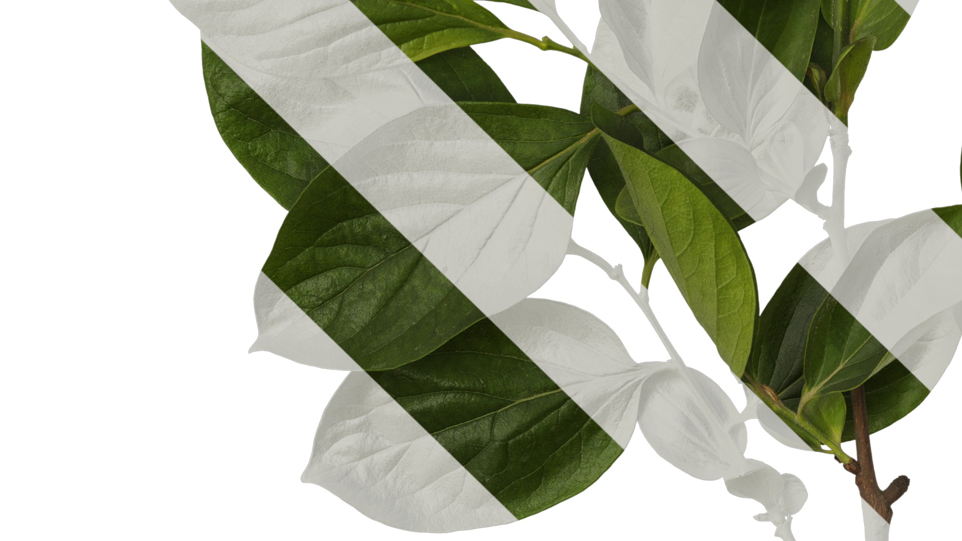 Anydrafts Diospyros kaki Atlas 04 Texture_5