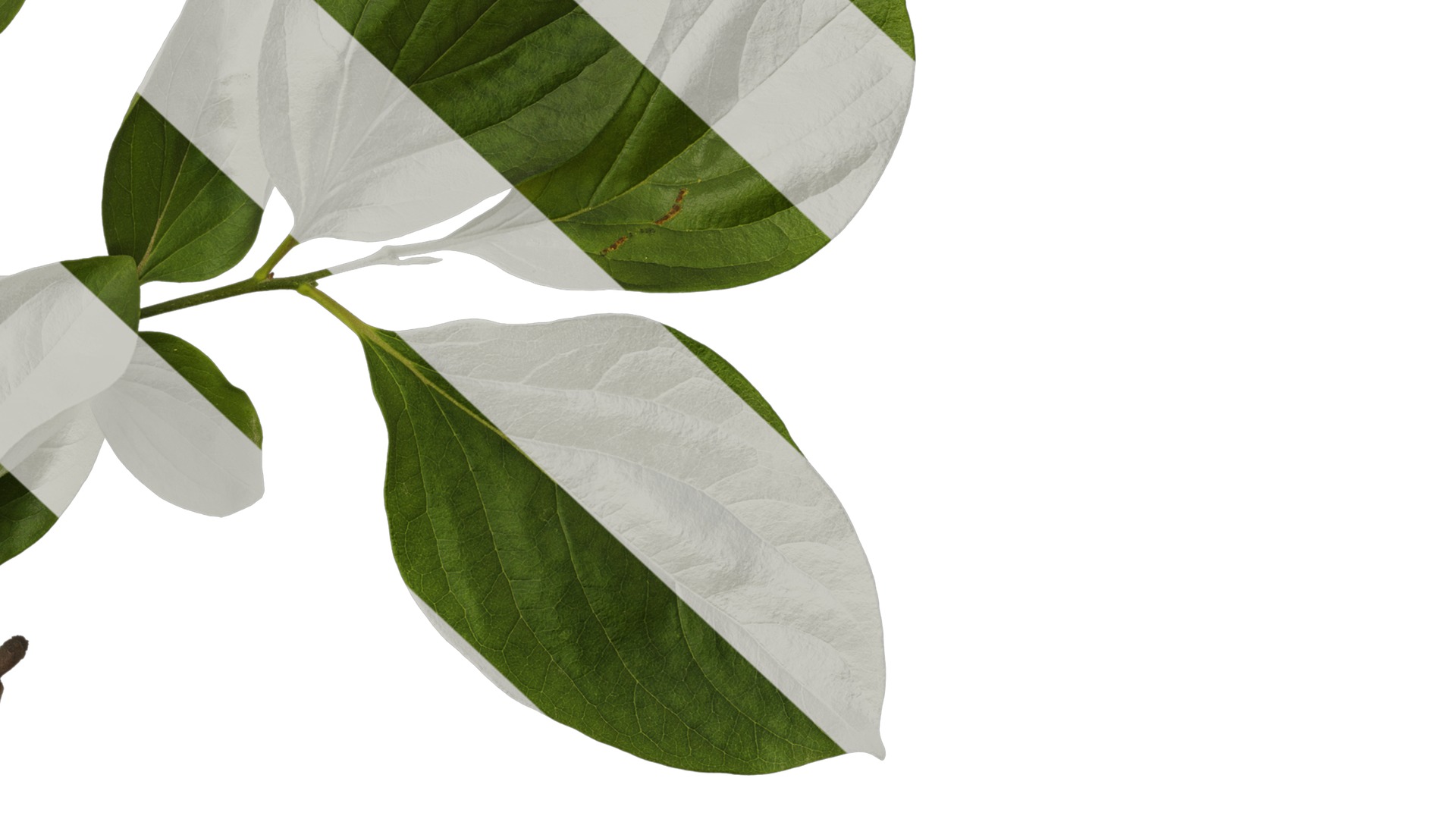 Anydrafts Diospyros kaki Atlas 04 Texture_6