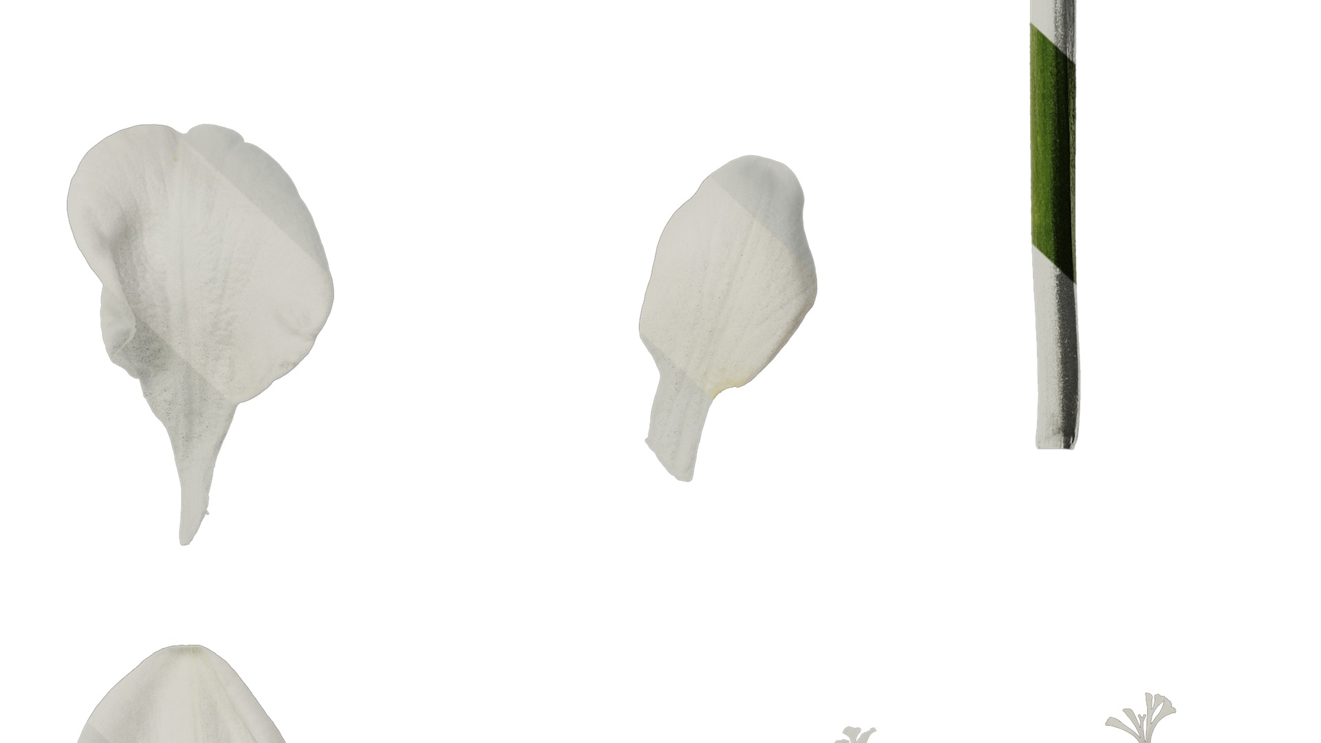 Anydrafts Freesia refracta Flower 11 Texture_6