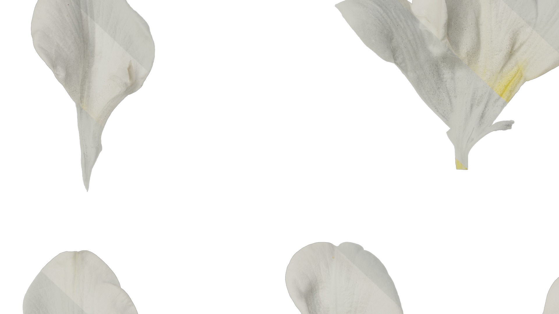 Anydrafts Freesia refracta Flower 11 Texture_7