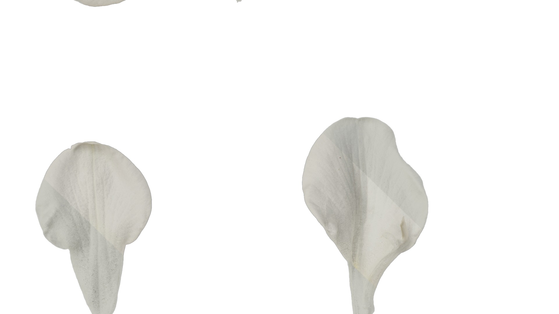 Anydrafts Freesia refracta Flower 11 Texture_3