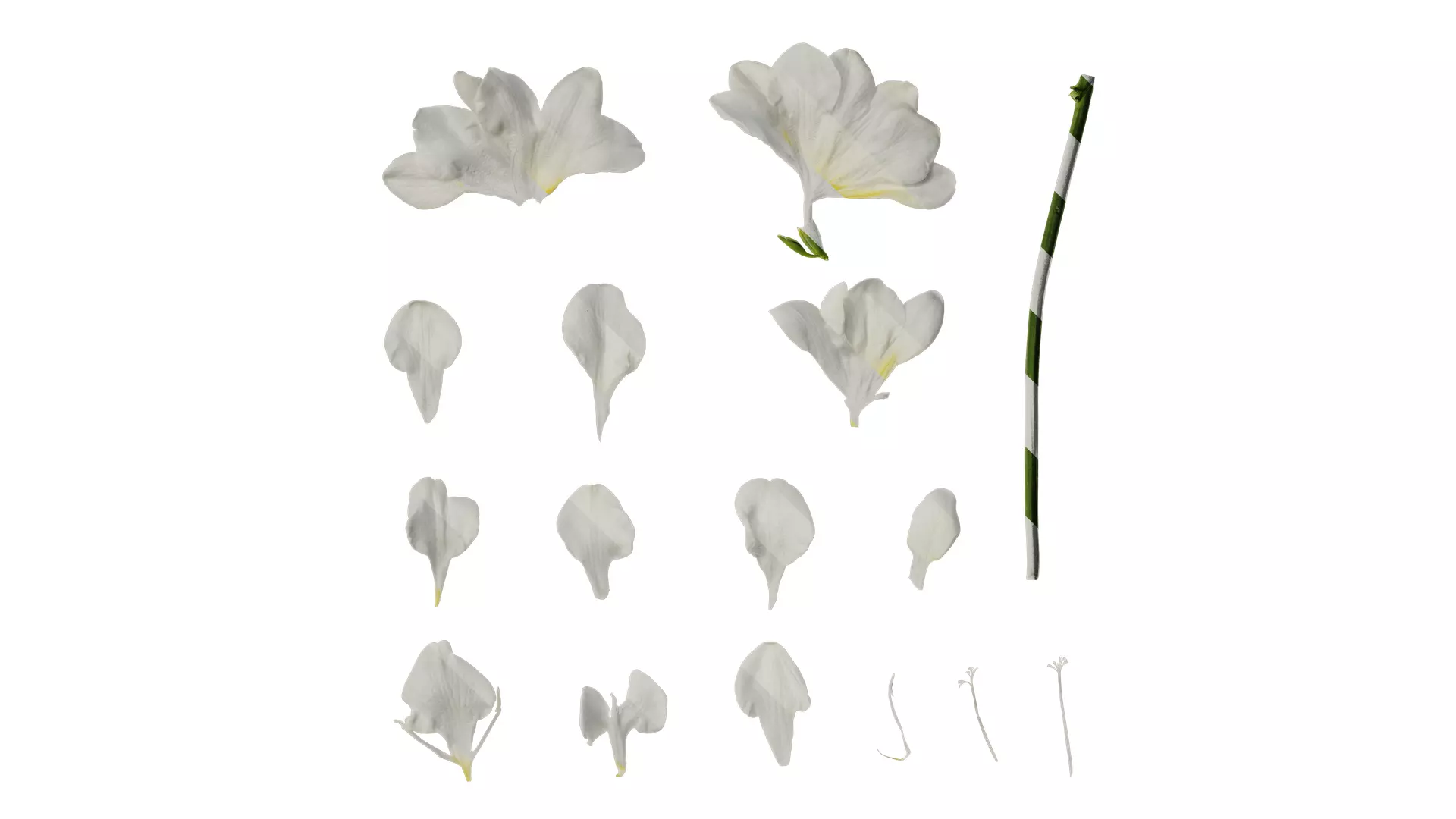 Anydrafts Freesia refracta Flower 11 Texture_0