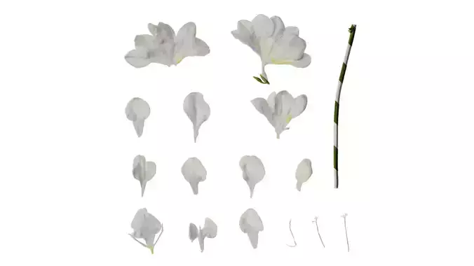 Anydrafts Freesia refracta Flower 11