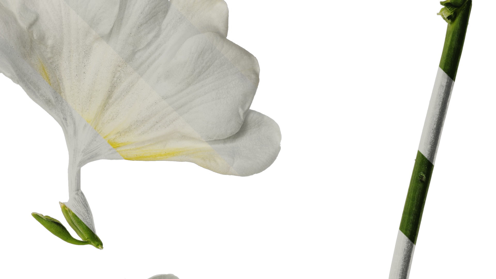 Anydrafts Freesia refracta Flower 11 Texture_2