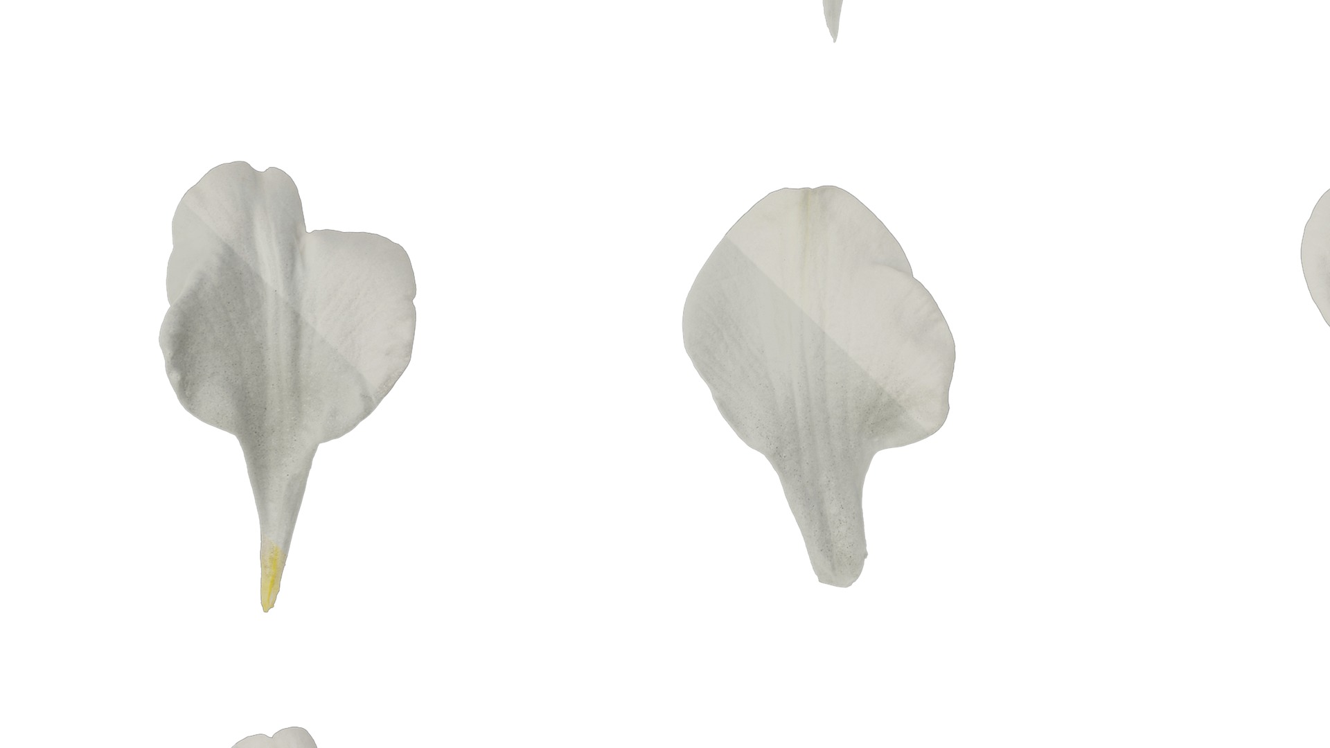 Anydrafts Freesia refracta Flower 11 Texture_5