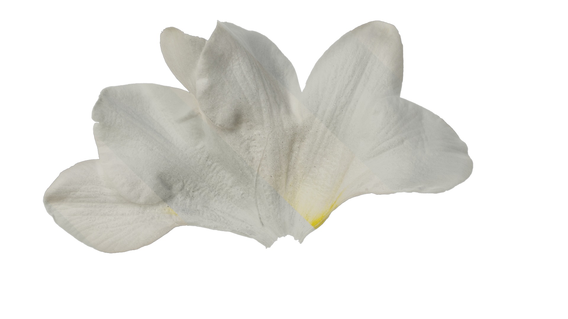 Anydrafts Freesia refracta Flower 11 Texture_1