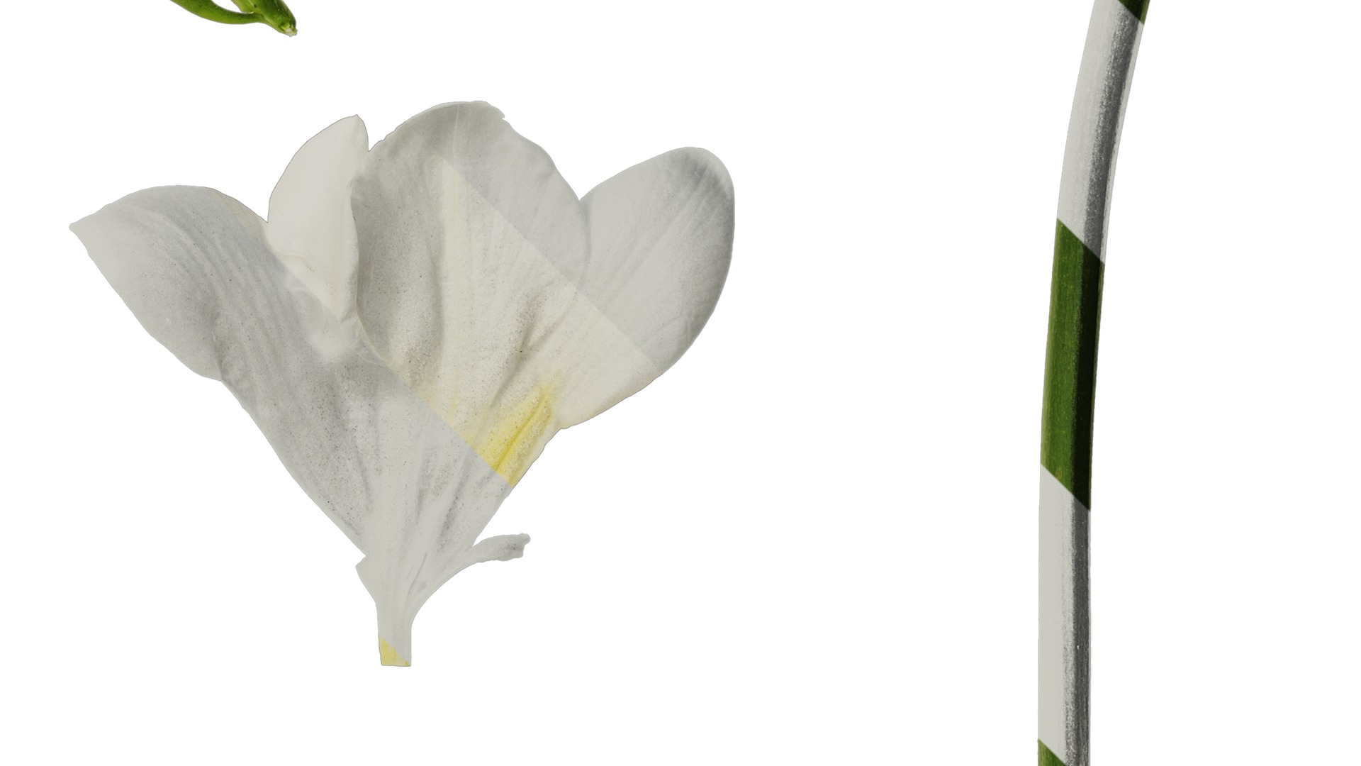 Anydrafts Freesia refracta Flower 11 Texture_4