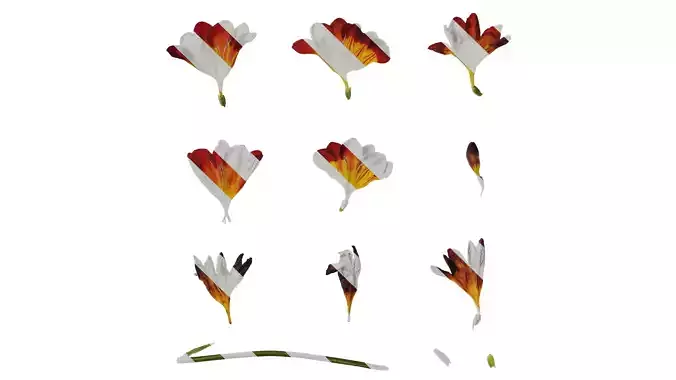Anydrafts Freesia refracta Flower 12