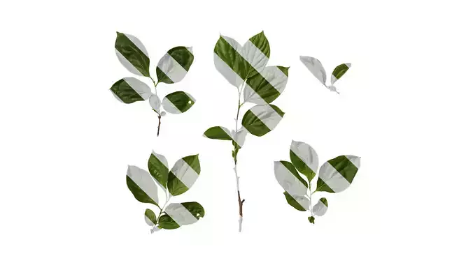 Anydrafts Diospyros kaki Atlas 05