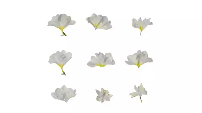 Anydrafts Freesia refracta Flower 13