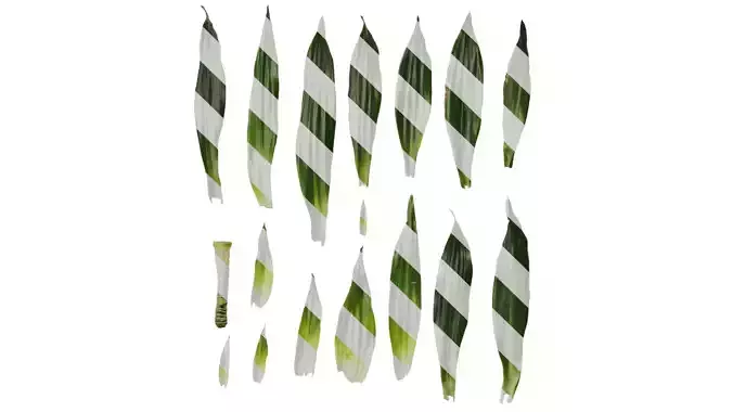 Anydrafts Dracaena deremensis compacta Leaf 01