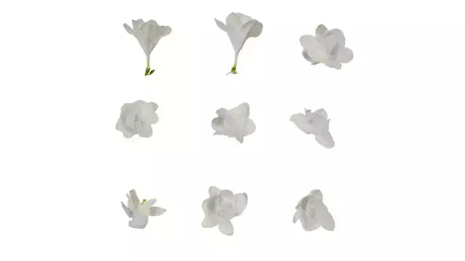 Anydrafts Freesia refracta Flower 14