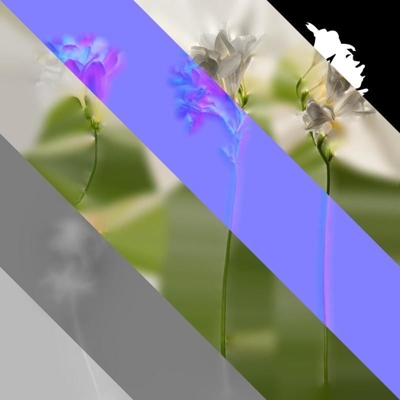 Anydrafts Freesia refracta Flower 15 Texture_8