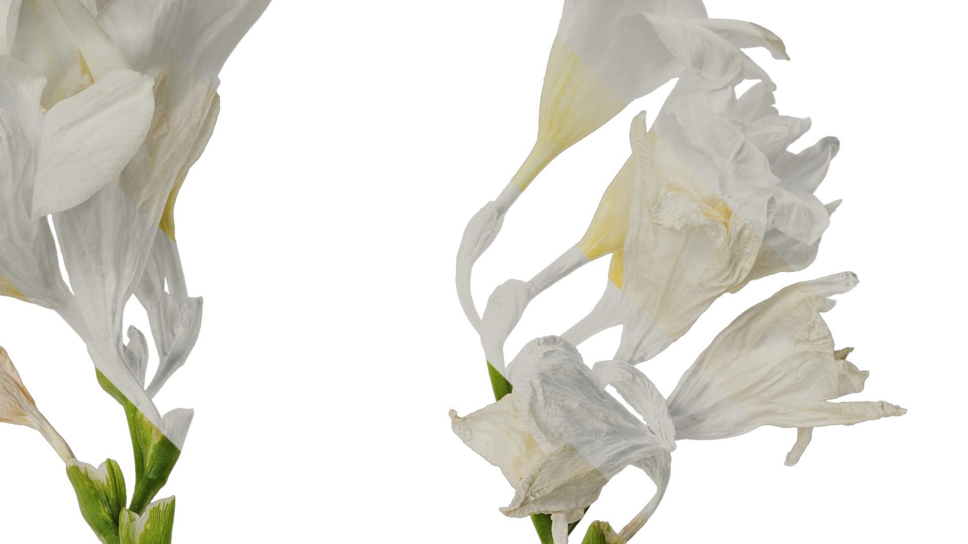 Anydrafts Freesia refracta Flower 15 Texture_2