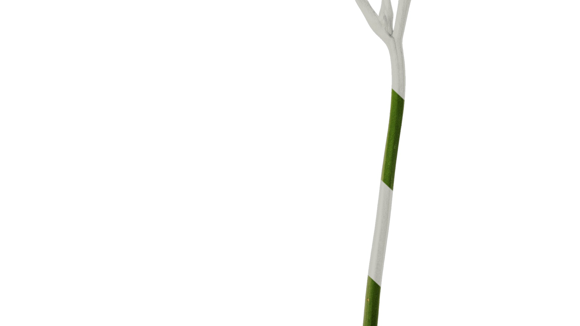 Anydrafts Freesia refracta Flower 15 Texture_7