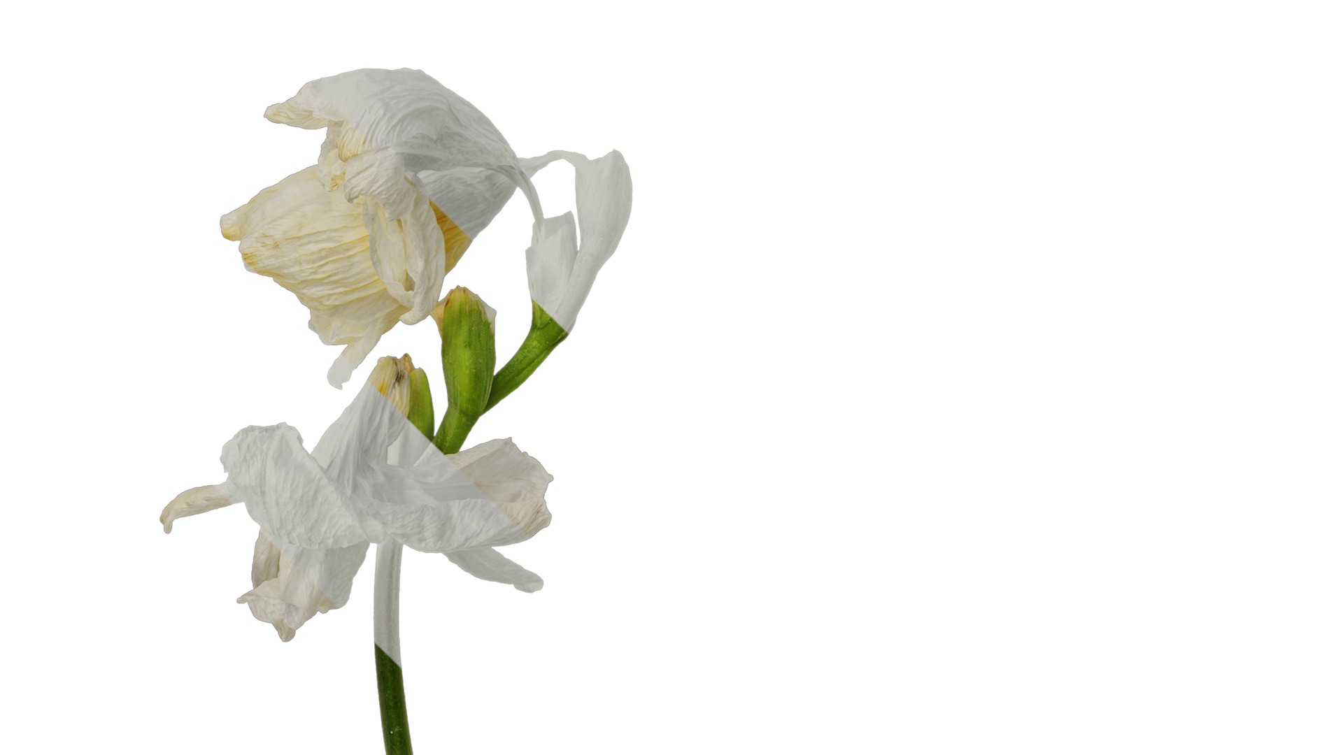 Anydrafts Freesia refracta Flower 15 Texture_5